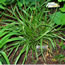 Carex morrowii Ice Dance